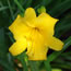 Hemerocallis Lemon Lollypop